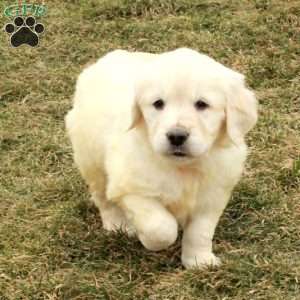Iggy, English Cream Golden Retriever Puppy