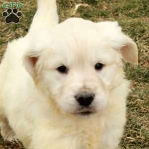 Iggy, English Cream Golden Retriever Puppy
