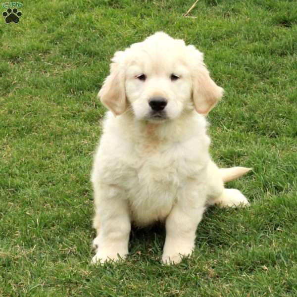 Indy, English Cream Golden Retriever Puppy