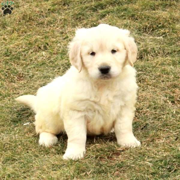 Indy, English Cream Golden Retriever Puppy