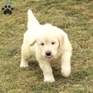 Indy, English Cream Golden Retriever Puppy