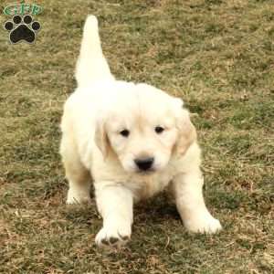 Indy, English Cream Golden Retriever Puppy