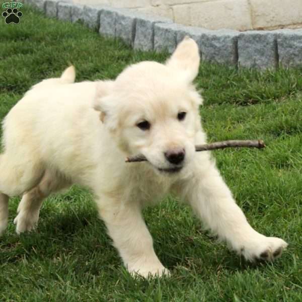 Ingrid, English Cream Golden Retriever Puppy