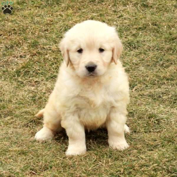 Ingrid, English Cream Golden Retriever Puppy