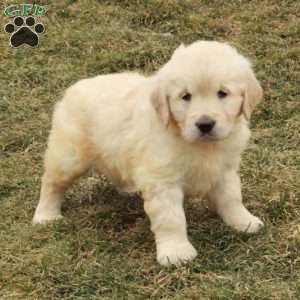 Ingrid, English Cream Golden Retriever Puppy