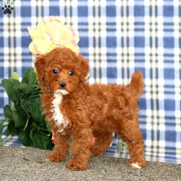 Inka, Miniature Poodle Puppy