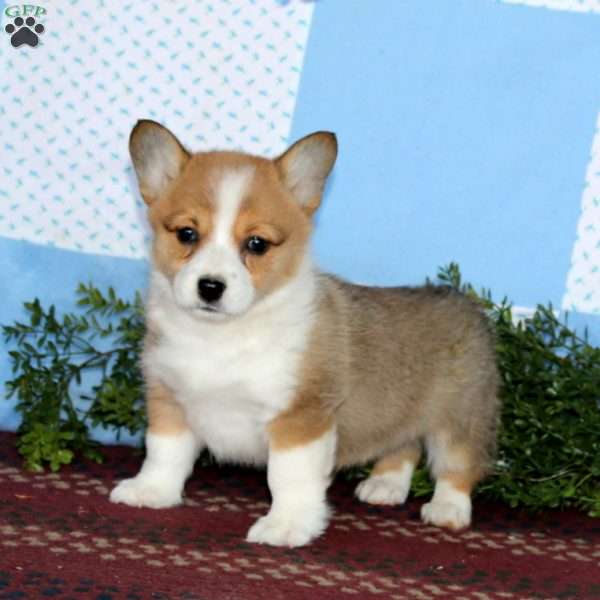 Inka, Pembroke Welsh Corgi Puppy