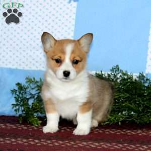 Inka, Pembroke Welsh Corgi Puppy