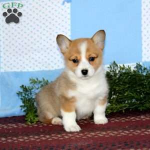 Inka, Pembroke Welsh Corgi Puppy