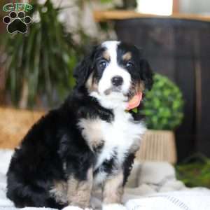 Iris, Bernedoodle Puppy
