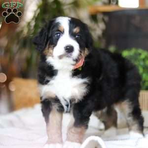 Iris, Bernedoodle Puppy