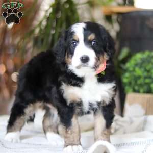 Iris, Bernedoodle Puppy