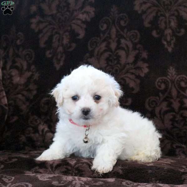 Iris, Bichon Frise Puppy