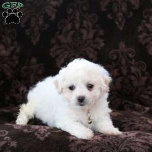 Iris, Bichon Frise Puppy