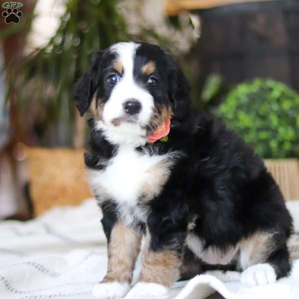 Iris, Bernedoodle Puppy