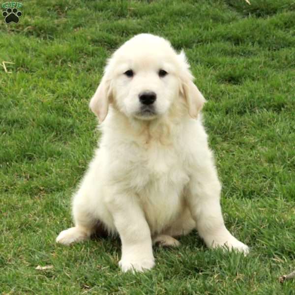 Irwin, English Cream Golden Retriever Puppy