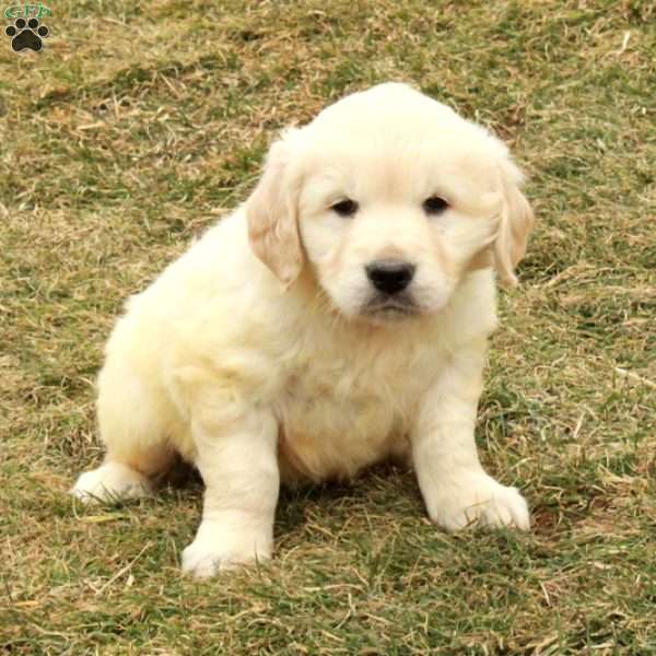 Irwin, English Cream Golden Retriever Puppy