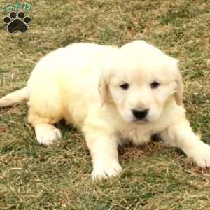 Irwin, English Cream Golden Retriever Puppy