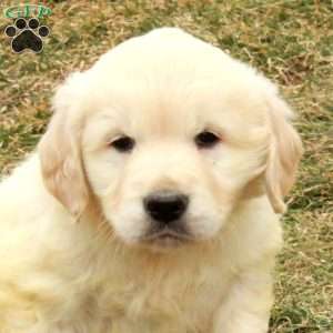 Irwin, English Cream Golden Retriever Puppy