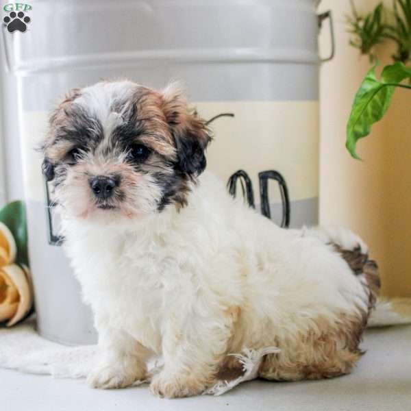 Isaac, Teddy Bear Puppy