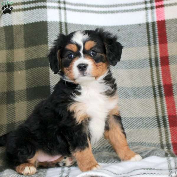 Isaac, Miniature Bernese Mountain Dog Puppy