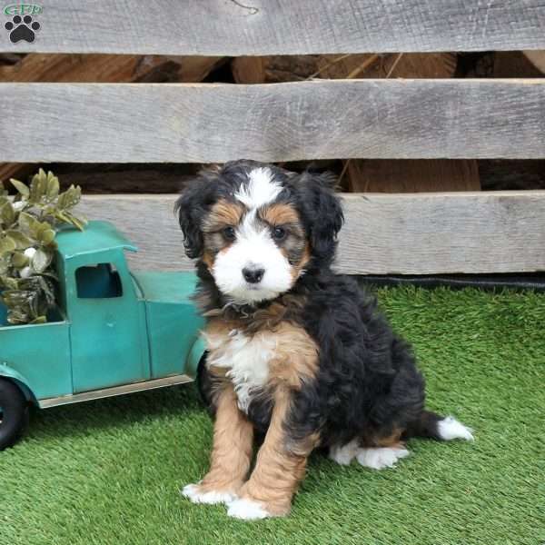 Isaac, Mini Bernedoodle Puppy