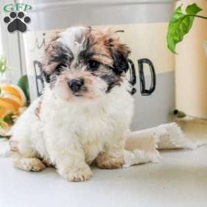 Isaac, Teddy Bear Puppy