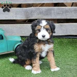 Isaac, Mini Bernedoodle Puppy