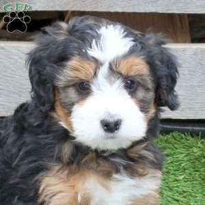 Isaac, Mini Bernedoodle Puppy