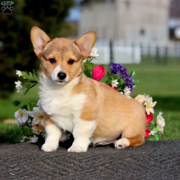 Isaac, Pembroke Welsh Corgi Puppy