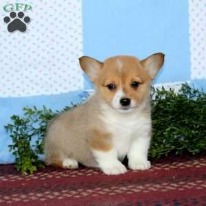 Isaac, Pembroke Welsh Corgi Puppy
