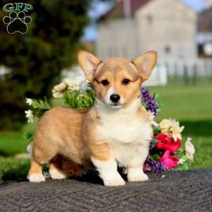 Isaac, Pembroke Welsh Corgi Puppy