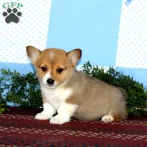 Isaac, Pembroke Welsh Corgi Puppy