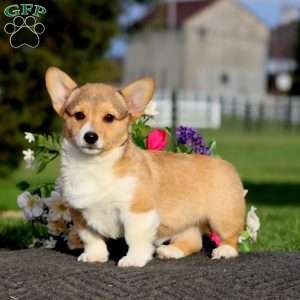 Isaac, Pembroke Welsh Corgi Puppy