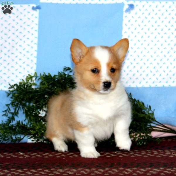 Isabelle, Pembroke Welsh Corgi Puppy