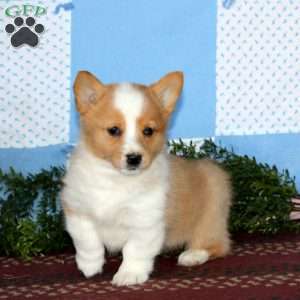 Isabelle, Pembroke Welsh Corgi Puppy