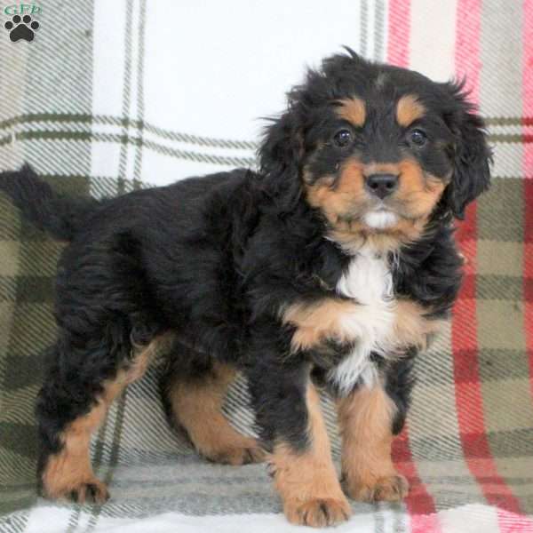 Isla, Miniature Bernese Mountain Dog Puppy