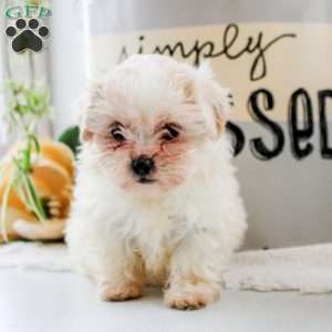 Isla, Teddy Bear Puppy