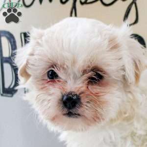 Isla, Teddy Bear Puppy