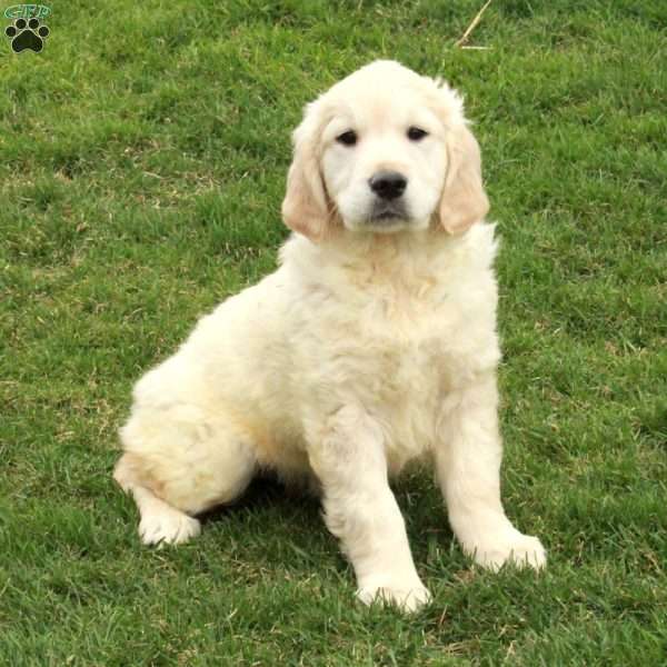 Ivan, English Cream Golden Retriever Puppy