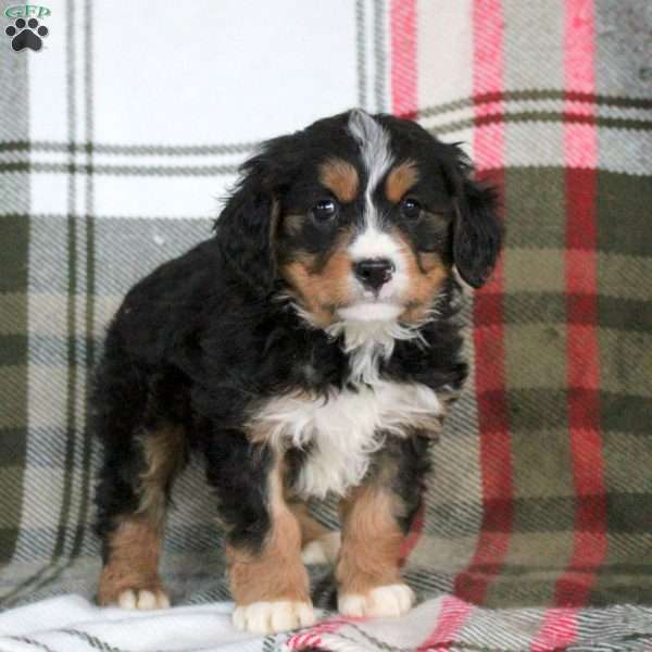 Ivan, Miniature Bernese Mountain Dog Puppy