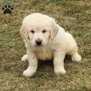 Ivan, English Cream Golden Retriever Puppy