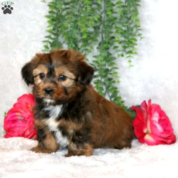 Ivan, Shorkie Puppy