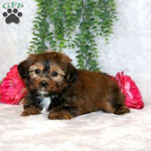 Ivan, Shorkie Puppy