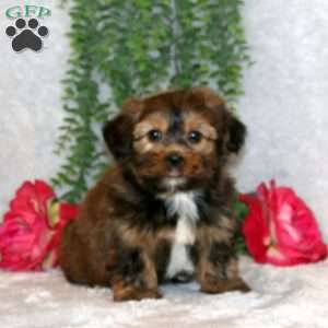 Ivan, Shorkie Puppy