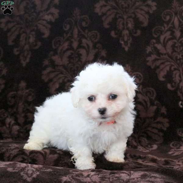 Ivory, Bichon Frise Puppy