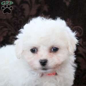 Ivory, Bichon Frise Puppy