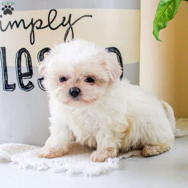 Ivy, Teddy Bear Puppy