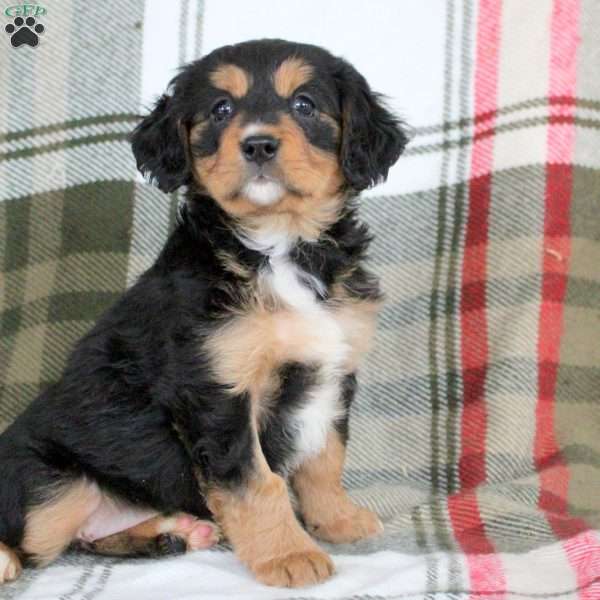 Ivy, Miniature Bernese Mountain Dog Puppy