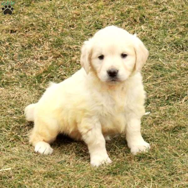Ivy, English Cream Golden Retriever Puppy